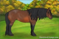 Horse Color:Bay Rabicano 