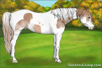 Horse Color:Liver Chestnut Splash Tobiano 