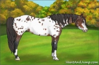 Horse Color:Bay Frame Appaloosa 