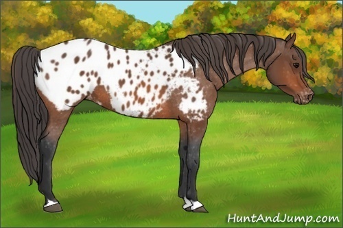 Horse Color: Bay Blanket 