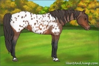 Horse Color:Bay Appaloosa 