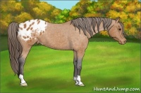 Horse Color:Buckskin Blanket 