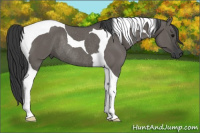 Horse Color:Grullo Tobiano Rabicano 