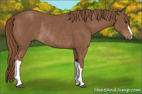 Horse Color:Chestnut Rabicano 