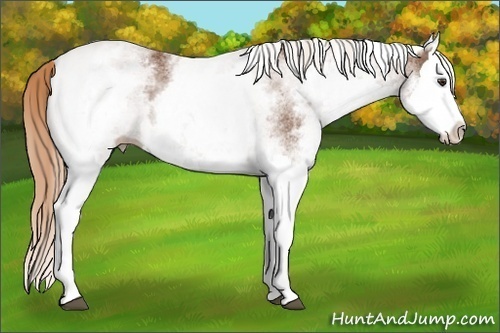 Horse Color:White Spotted Chestnut Splash