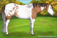 Horse Color:Bay Splash Tobiano Blanket  Brindle