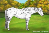 Horse Color:Blue Roan Leopard 