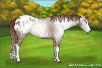 Horse Color:Gray Chestnut Splash Blanket 