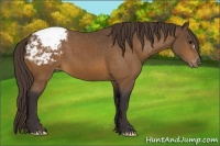 Horse Color:Buckskin Appaloosa 