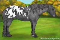 Horse Color:Black Blanket 