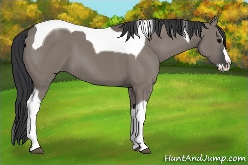 Horse Color:Grullo Splash Tobiano