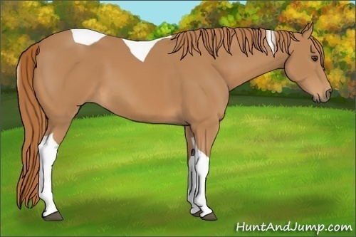 Horse Color:Chestnut Tobiano