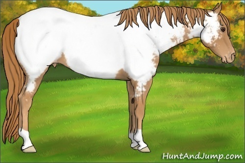 Horse Color:Chestnut Appaloosa 