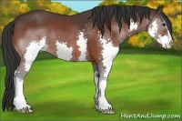 Horse Color:Bay Splash 