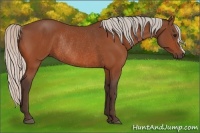 Horse Color:Silver Bay Rabicano 