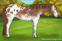 Horse Color:White Spotted Liver Chestnut Appaloosa 