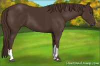 Horse Color:Liver Chestnut 