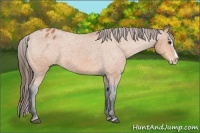 Horse Color:Bay Roan Splash Appaloosa 