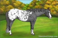 Horse Color:Black Splash Blanket 