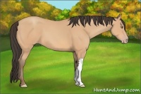 Horse Color:Amber Champagne 