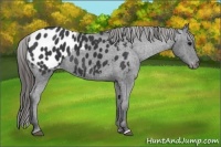 Horse Color:Black Blanket 
