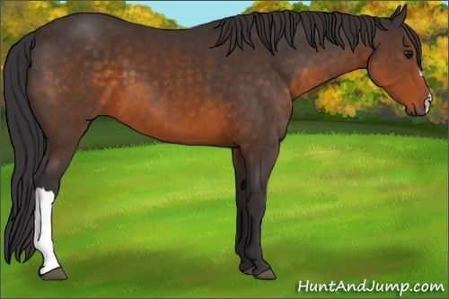 Horse Color: Buckskin 
