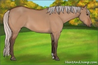 Horse Color:Silver Bay Dun 