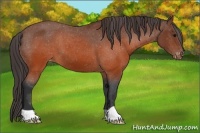Horse Color:Brown Appaloosa 