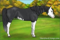 Horse Color:Black Splash 