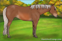 Horse Color:Silver Bay 