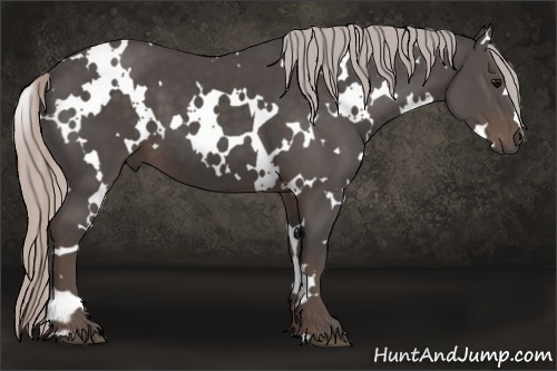 Horse Color:White Spotted Silver Black