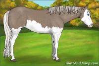 Horse Color:Silver Grullo Splash