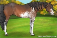 Horse Color:Bay Sabino