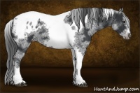 Horse Color:White Spotted Black Splash Tobiano Frame Appaloosa