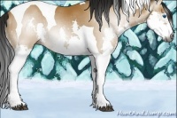 Horse Color:Gray Buckskin Splash Tobiano 