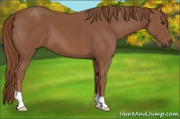 Horse Color:Chestnut 