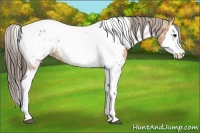 Horse Color:Bay Splash Tobiano Near Leopard  Brindle
