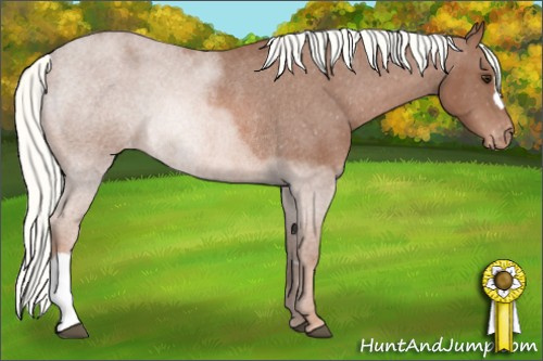 Horse Color: Liver Chestnut Mushroom Blanket Rabicano 