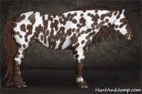 Horse Color:Liver Chestnut Near Leopard 