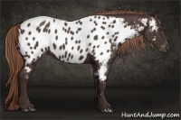 Horse Color:Liver Chestnut Near Leopard 