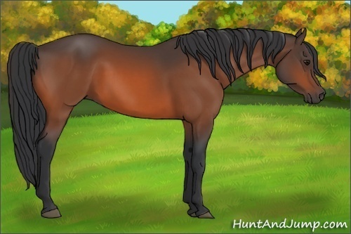 Horse Color: Bay Rabicano 