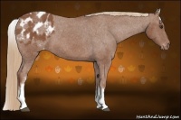 Horse Color:White Spotted Chestnut Appaloosa 