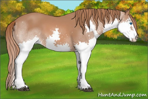 Horse Color: Liver Chestnut Splash 