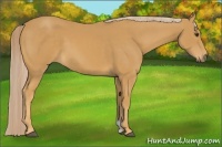 Horse Color:Palomino 
