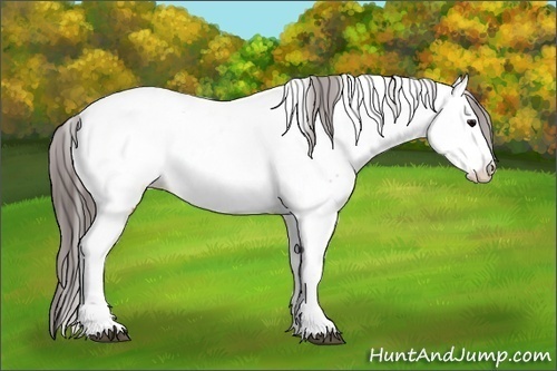 Horse Color:Brown Fewspot