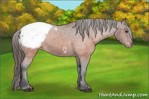 Horse Color:Brown Appaloosa 