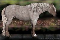 Horse Color:Silver Blue Roan 