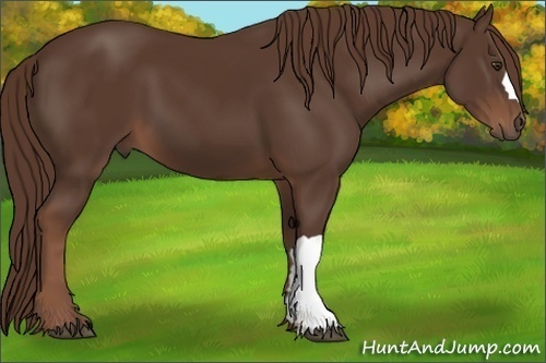 Horse Color: Liver Chestnut 