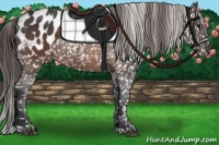 Horse Color:Brown Appaloosa