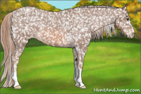 Horse Color:Liver Chestnut Appaloosa